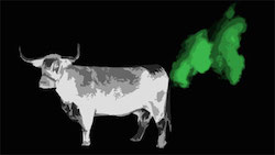 La vaca produce metano