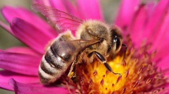 3 productos de las abejas que cuidan de tu salud